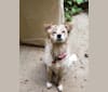 Zoey, a Shetland Sheepdog and Chihuahua mix tested with EmbarkVet.com