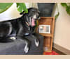 Penny, a Labrador Retriever and Chow Chow mix tested with EmbarkVet.com