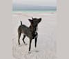 Photo of Milo Oliver, a Central and East African Village Dog  in Djibouti, Djibouti, Djibouti