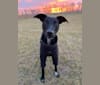 Photo of Ochie, a Whippet, Border Collie, and Border Terrier mix in Pahrump, NV, USA