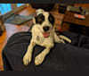 Domino, a Great Pyrenees and Brittany mix tested with EmbarkVet.com