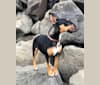 Mini, a Bull Terrier tested with EmbarkVet.com