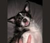 Agnes, a Chihuahua and Shih Tzu mix tested with EmbarkVet.com