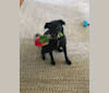 Willow, a Labrador Retriever and Rottweiler mix tested with EmbarkVet.com