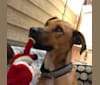 Ernie the Schmoo, an Arabian Village Dog tested with EmbarkVet.com