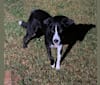 Photo of Angus, a Great Pyrenees, Labrador Retriever, German Shepherd Dog, and Catahoula Leopard Dog mix in Broussard, Louisiana, USA