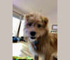 Kenny G, a Japanese or Korean Village Dog and Poodle (Small) mix tested with EmbarkVet.com