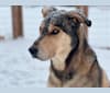Loki, a Labrador Retriever and German Shepherd Dog mix tested with EmbarkVet.com