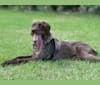 Hattie, a Pudelpointer tested with EmbarkVet.com