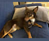 Kona, a Chihuahua and Australian Cattle Dog mix tested with EmbarkVet.com