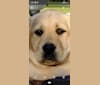 Annie, a Labrador Retriever tested with EmbarkVet.com