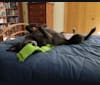 Eevee, a Labrador Retriever and Australian Cattle Dog mix tested with EmbarkVet.com