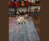Bill, a Formosan Mountain Dog tested with EmbarkVet.com