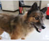 Maru, a Japanese or Korean Village Dog tested with EmbarkVet.com