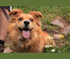 Photo of Scout, a German Shepherd Dog, Great Pyrenees, Chow Chow, and Mixed mix in Taos, New Mexico, USA