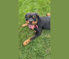 Lochavens Oakley, a Rottweiler tested with EmbarkVet.com