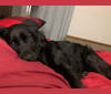 Hazel, a Labrador Retriever and Boxer mix tested with EmbarkVet.com