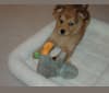 Peyton, a German Shepherd Dog and Golden Retriever mix tested with EmbarkVet.com