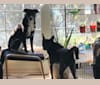 Pharah, a Labrador Retriever and German Shepherd Dog mix tested with EmbarkVet.com