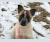Laika, a Labrador Retriever and German Shepherd Dog mix tested with EmbarkVet.com