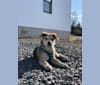 Washington, a German Shepherd Dog and Siberian Husky mix tested with EmbarkVet.com