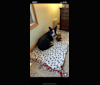 Ripley, an Australian Cattle Dog and Border Collie mix tested with EmbarkVet.com
