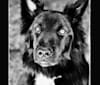 Indiana, a Border Collie and German Shepherd Dog mix tested with EmbarkVet.com