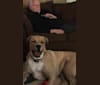 Photo of Roscoe, an American Pit Bull Terrier, German Shepherd Dog, and American Bulldog mix in La Habra Heights, California, USA