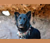 Austin, an Australian Shepherd and Australian Cattle Dog mix tested with EmbarkVet.com