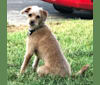 Elsa, a Poodle (Small) and Chihuahua mix tested with EmbarkVet.com