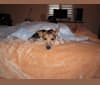Photo of Milo, a Rat Terrier  in Orlando, Florida, USA