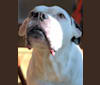 Charlie, an American Pit Bull Terrier and American Bulldog mix tested with EmbarkVet.com