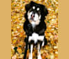 Hodor, a Tibetan Mastiff and German Shepherd Dog mix tested with EmbarkVet.com