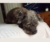 Photo of Papi, a Bichon Frise, Chihuahua, Poodle (Small), Rat Terrier, and Mixed mix in Bridgeport, Texas, USA
