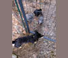 Ember, a Miniature/MAS-type Australian Shepherd and Beagle mix tested with EmbarkVet.com
