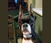 Photo of Bodie, a Boxer  in Neptune, NJ, USA