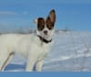 Luna Petunia, a German Shepherd Dog and Australian Cattle Dog mix tested with EmbarkVet.com