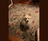 Rockwell, a Pomeranian and Australian Shepherd mix tested with EmbarkVet.com