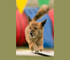 Tigger, a Pomeranian and Shih Tzu mix tested with EmbarkVet.com