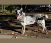 Ruger, an Australian Cattle Dog tested with EmbarkVet.com