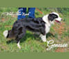Genesee, an English Shepherd tested with EmbarkVet.com