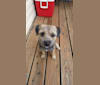 Journey, a Border Terrier tested with EmbarkVet.com