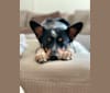 Koda James, an Australian Cattle Dog and Chihuahua mix tested with EmbarkVet.com