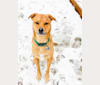 Teddy, a Chihuahua and Chow Chow mix tested with EmbarkVet.com