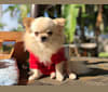 Nitro, a Chihuahua tested with EmbarkVet.com