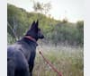 Koda, a German Shepherd Dog and Belgian Malinois mix tested with EmbarkVet.com