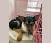 Minnie, a Chihuahua and Labrador Retriever mix tested with EmbarkVet.com