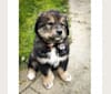 Athena, an Alaskan Malamute and Bernese Mountain Dog mix tested with EmbarkVet.com