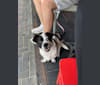 Photo of CC, a Chinese Village Dog and Pekingese mix in Hong Kong