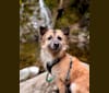 Sully, a Formosan Mountain Dog tested with EmbarkVet.com
